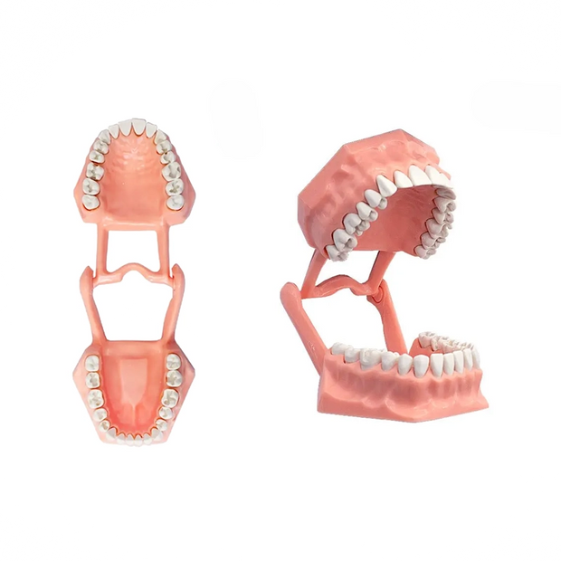 TIPODONTO ADULTO CON PREPARACIONES ADYSA