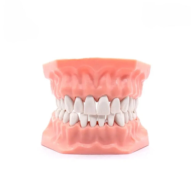 TIPODONTO ADULTO CON PREPARACIONES ADYSA