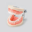 TIPODONTO UL-UP-FEM-32 NISSIN