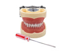 TIPODONTO TIPO NISSIN INFANTIL MOD.DF-200P PRIME DENT