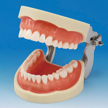 TIPODONTO UL-UP-FEM-32 NISSIN